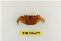 藏品(斑點擬相手蟹)的圖片